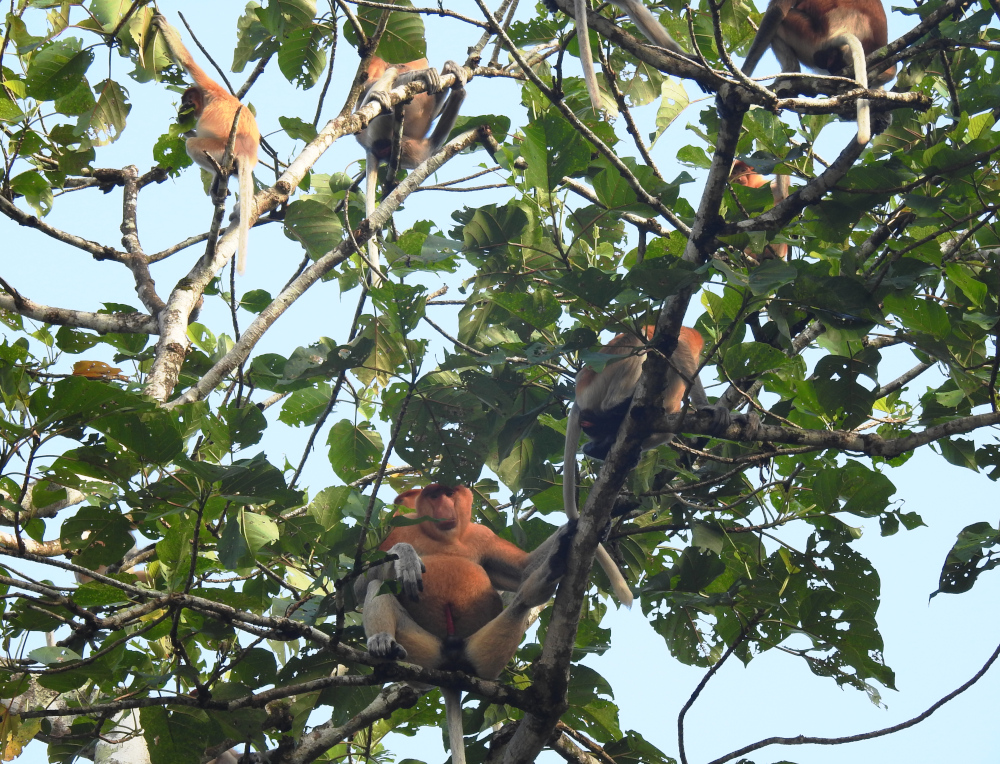 Proboscis Monkey Group on Kinabatangan River