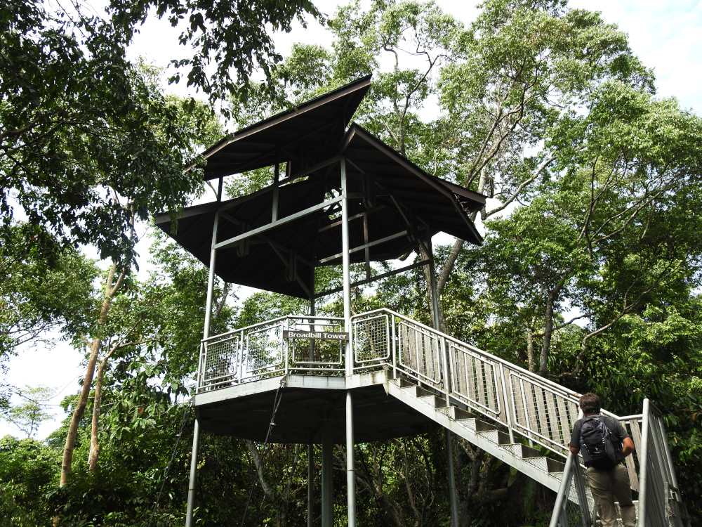 Rainforest Discovery Centre Observation Tower