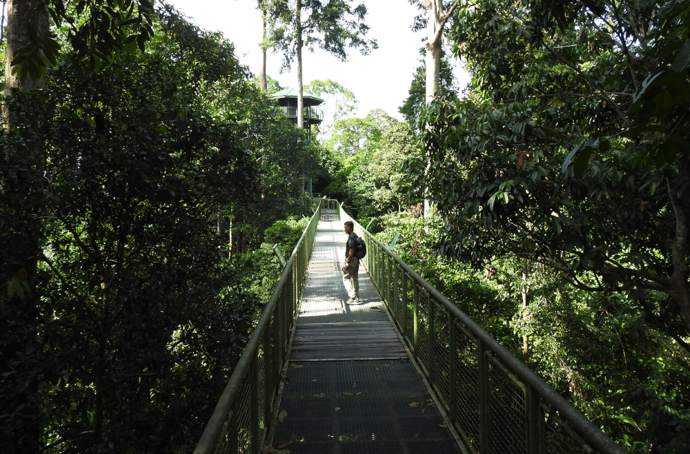 Rainforest Discovery Centre Canopy Walk