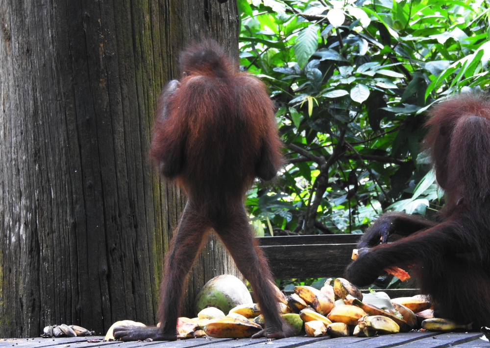 Orangutans Sharing a Snack at Sepilok Feeding Platform