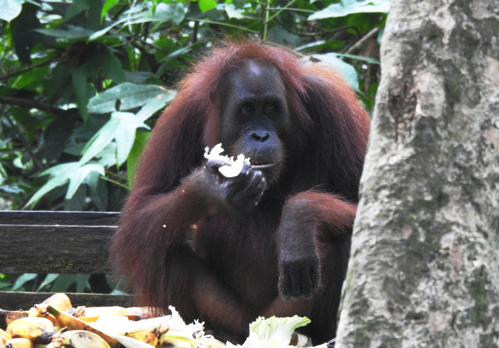 Older Female Orangutan at Sepilok