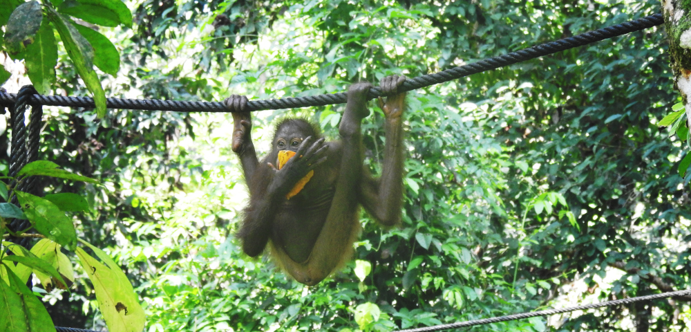 Flexible Young Orangutan at Sepilok 