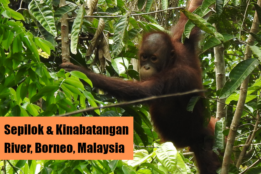 Sepilok Kinabatangan Borneo