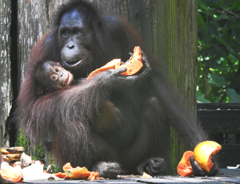 Mother and Baby Orangutan at Sepilok 