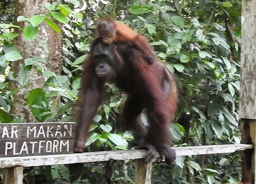 Mother Orangutan with Baby