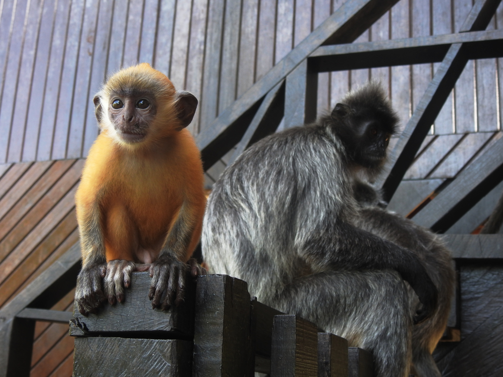 Silverleaf Monkey with Baby