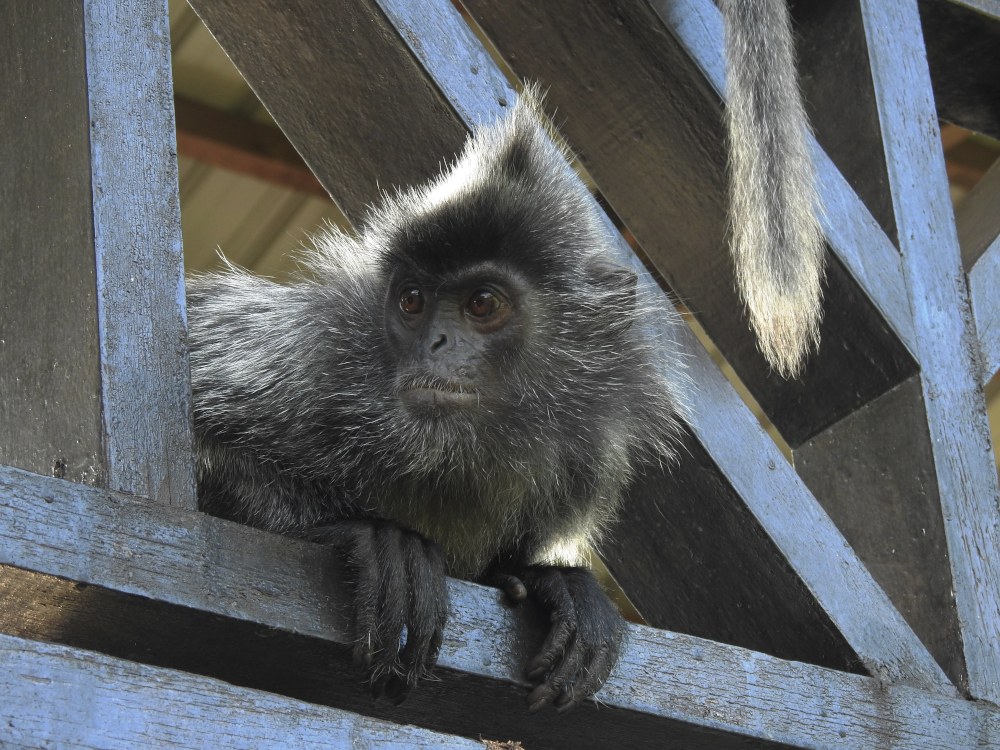 Silverleaf Monkey