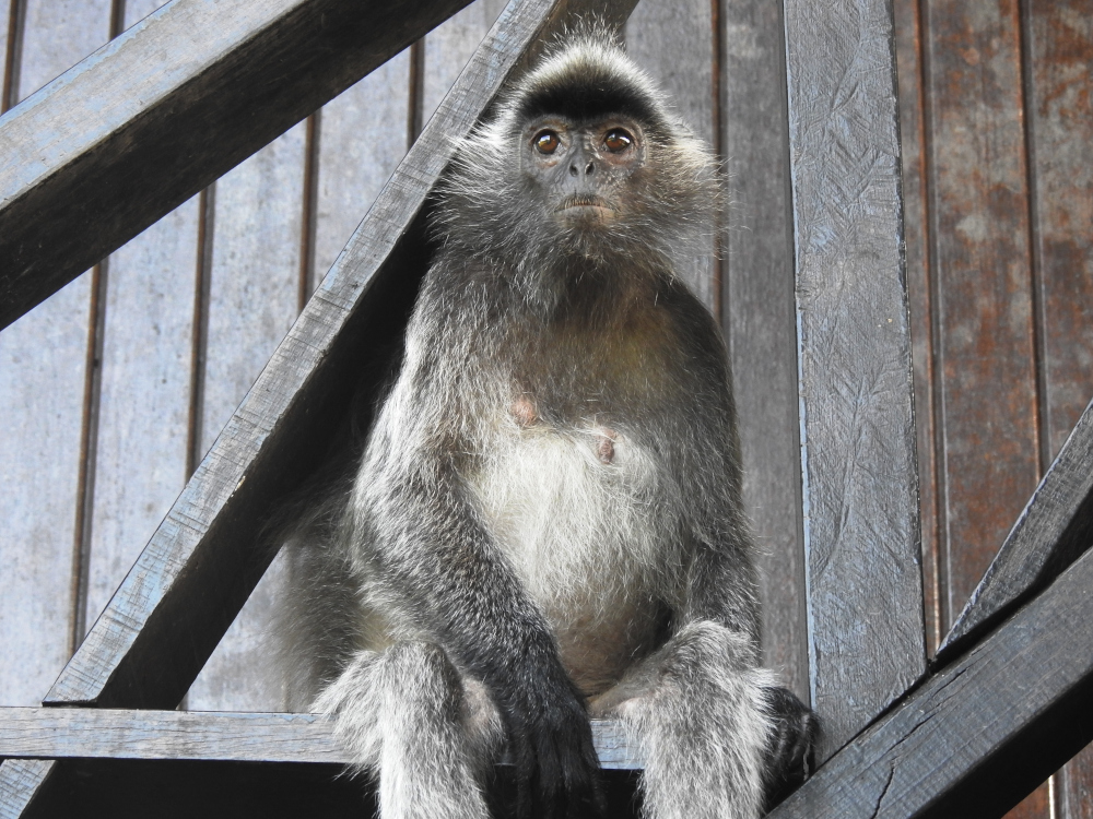 Silverleaf Monkey