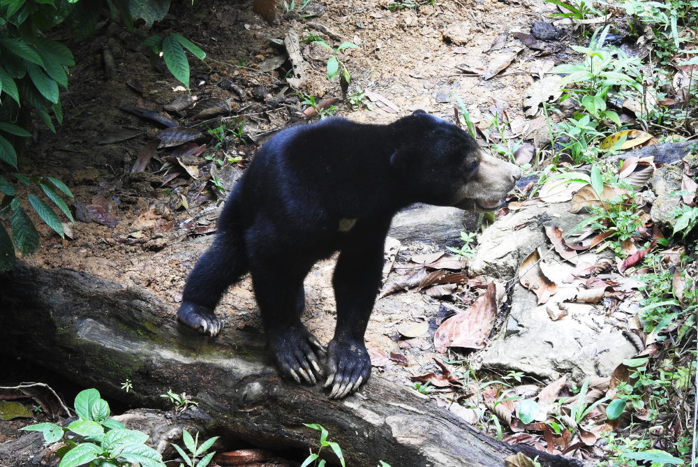 Bornean Sun Bear