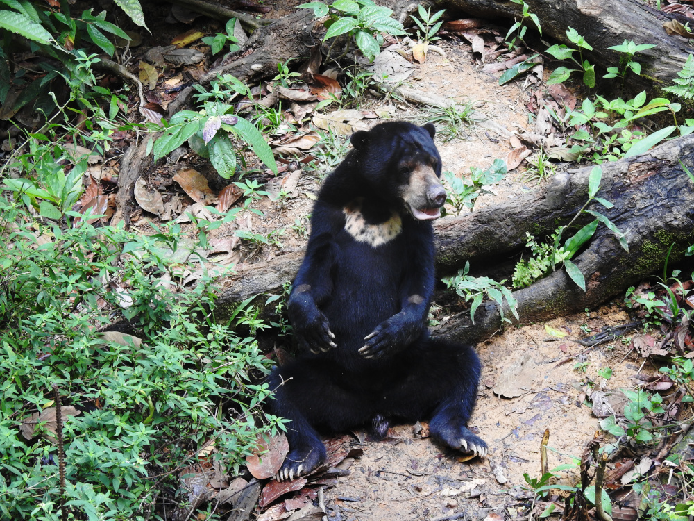 Bornean Sun Bear