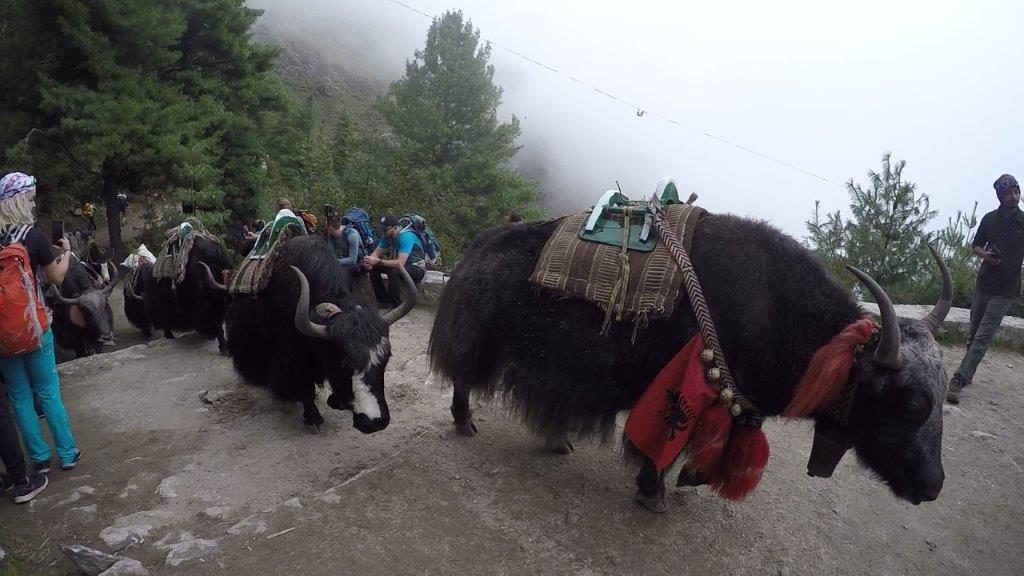 Yaks on the Trail