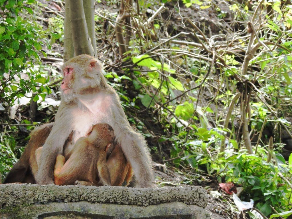 Monkey Temple Kathmandu