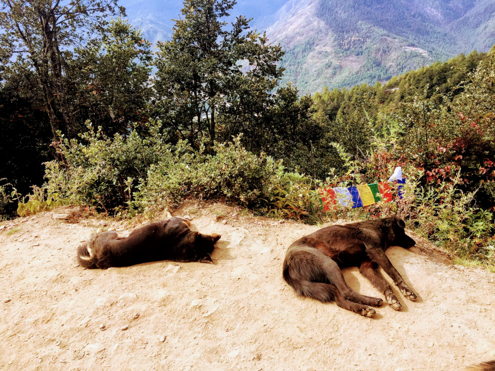 Bhutanese Solar Dogs