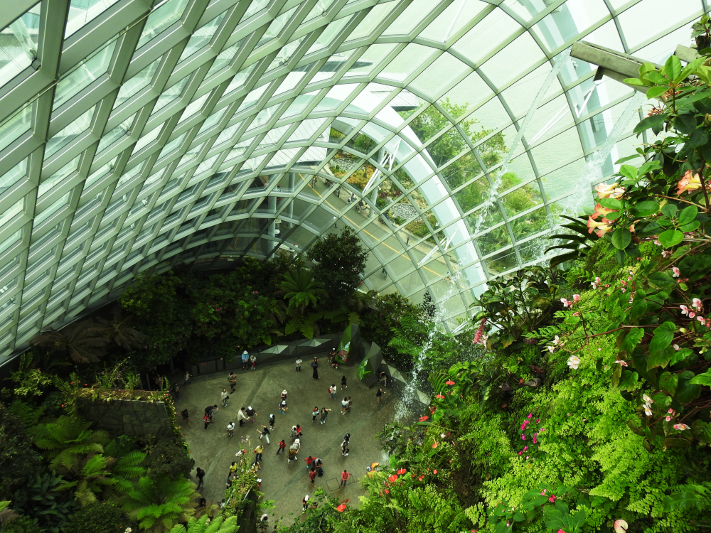 Cloud Forest 