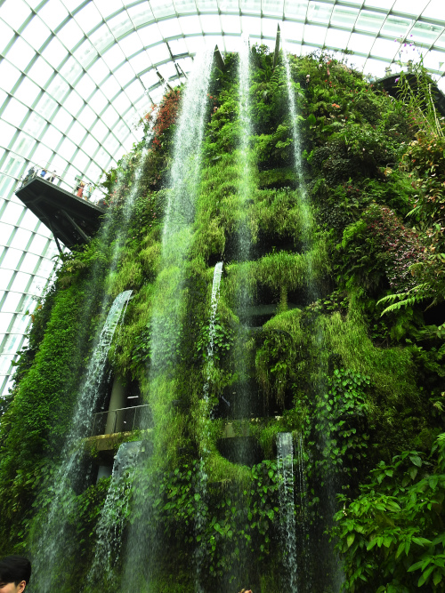 Cloud Forest Waterfall