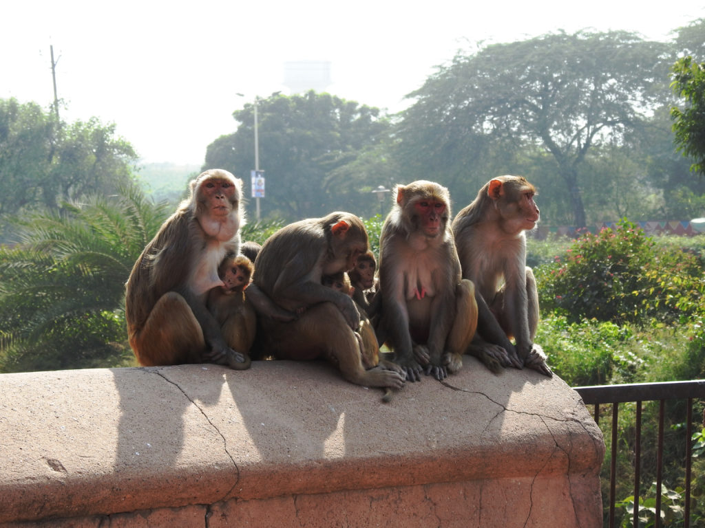Agra Fort Monkeys