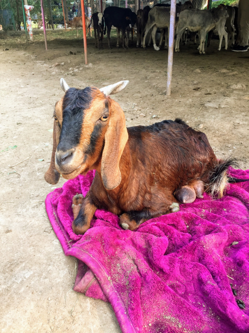 Goat at Animal Aid