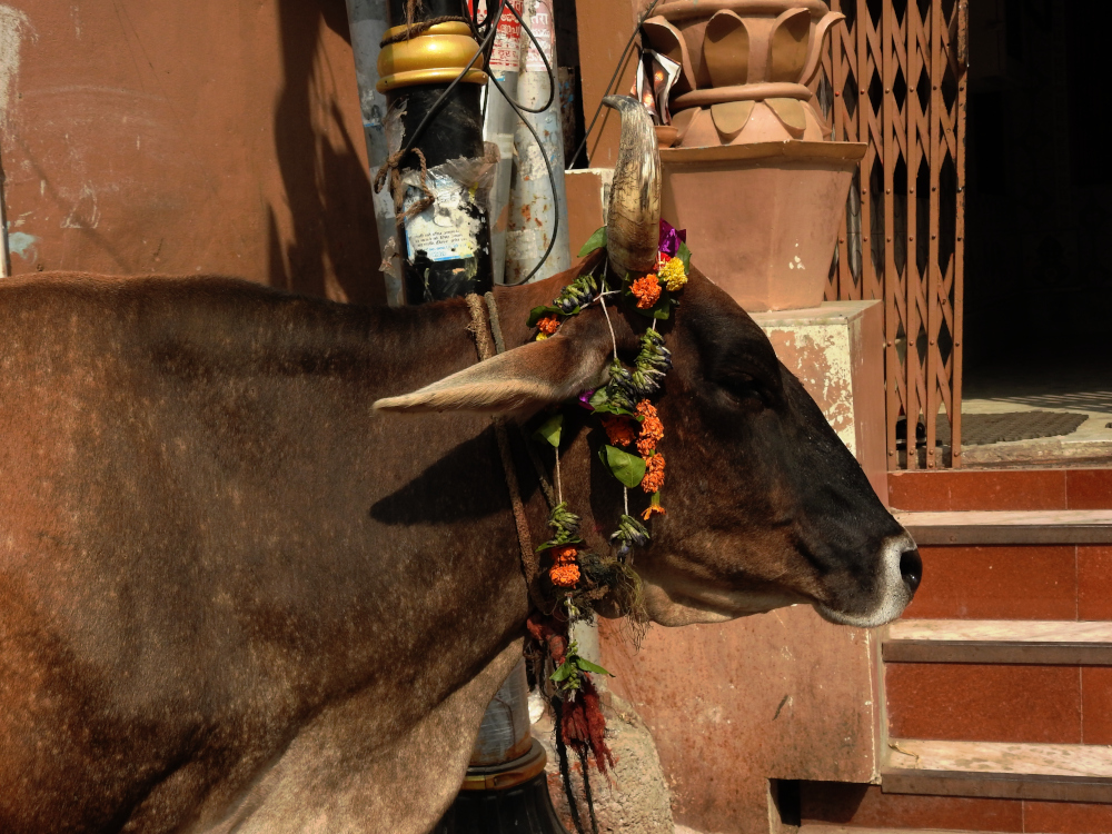 Varanasi India Cow