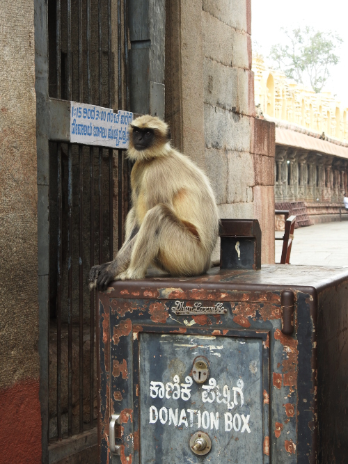 Virupaksha Temple Langur Monkey